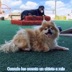 Educador Canino Montxo Neuroeducador Canino Educador Canino Montxo Neuroeducador Canino