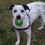 Educador Canino Profesional Cuidador Canino Educador Canino Profesional Cuidador Canino