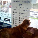 Centro De Adiestramiento De  Mascotas Lavacan  Express