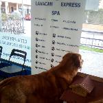 Centro De Adiestramiento De Mascotas Lavacan Express Centro De Adiestramiento De Mascotas Lavacan Express