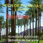 Poda De Palmera Y Árboles Bacallado
