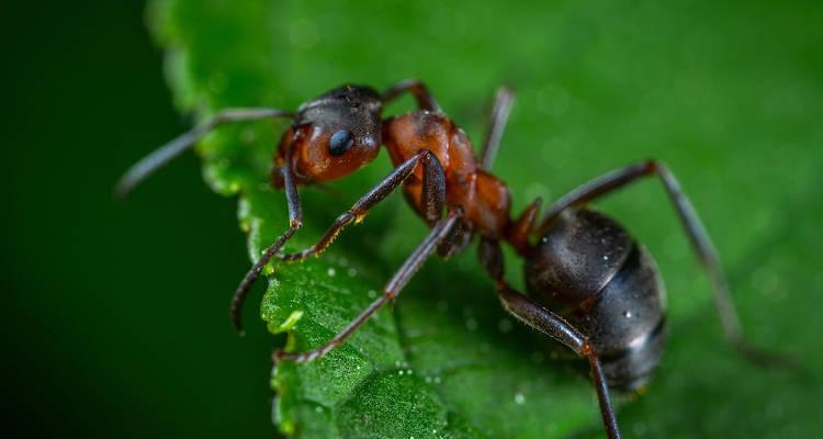 Cómo eliminar una plaga de hormigas