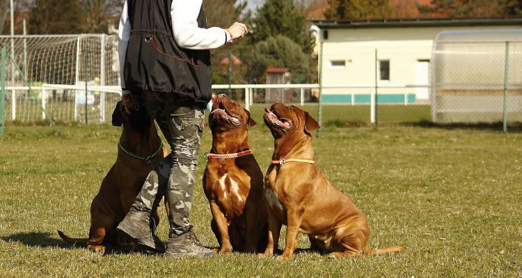 Cómo conseguir clientes de adiestramiento canino