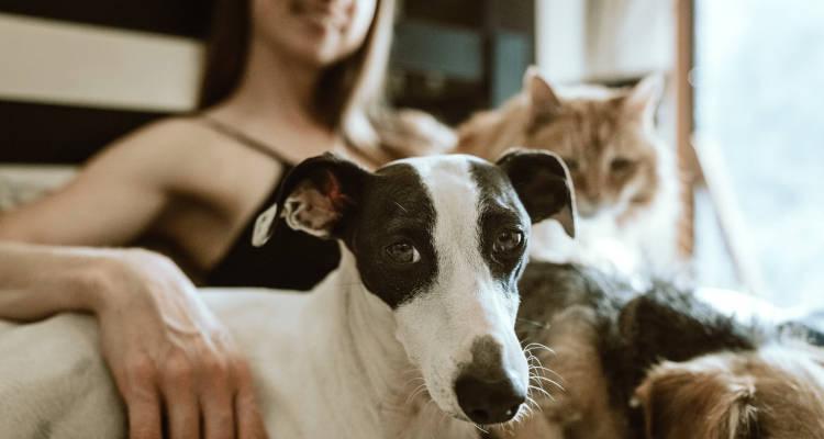 Cómo ganar dinero cuidando mascotas y conseguir más clientes