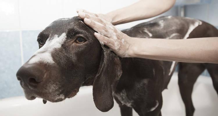 Cómo montar una peluquería canina