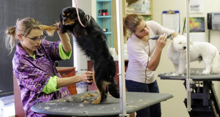 Cómo ser peluquero canino: Consejos y formación