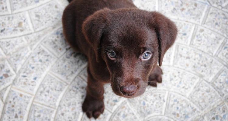 Cómo educar a un cachorro: Guía para principiantes
